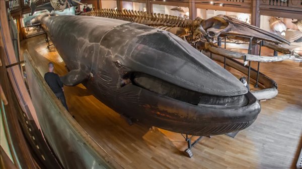  瑞典珍藏奇观，马尔姆蓝鲸标本内部别有洞天。 文化旅游 瑞典珍藏奇观，马尔姆蓝鲸标本内部别有洞天。 文化旅游