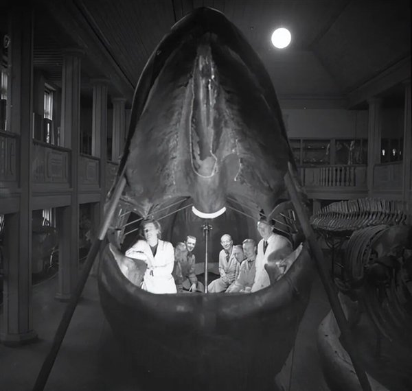  瑞典珍藏奇观，马尔姆蓝鲸标本内部别有洞天。 文化旅游 瑞典珍藏奇观，马尔姆蓝鲸标本内部别有洞天。 文化旅游