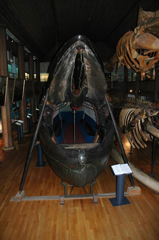  瑞典珍藏奇观，马尔姆蓝鲸标本内部别有洞天。 文化旅游 瑞典珍藏奇观，马尔姆蓝鲸标本内部别有洞天。 文化旅游