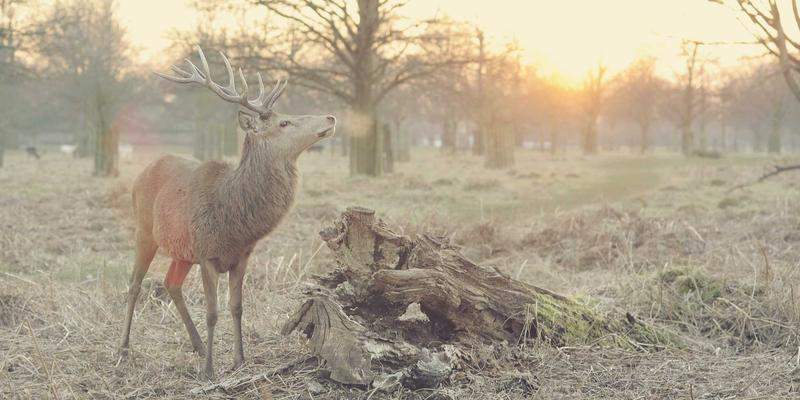 百元与千元的博弈：电动牙刷性能溢价的真实算法 IT技术