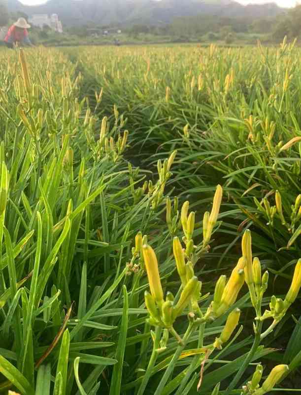  【深度技术】多年生蔬菜种植全攻略：一次定植，连续采收五至十年的科学方法论 新闻