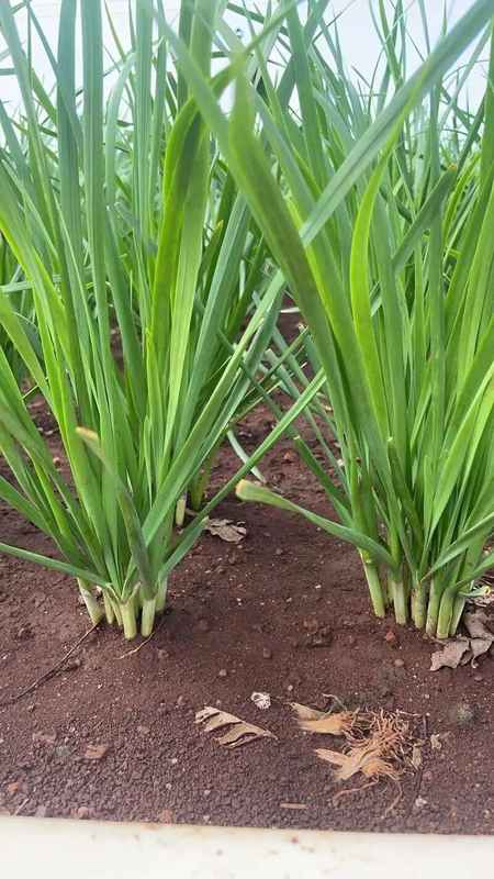  【深度技术】多年生蔬菜种植全攻略：一次定植，连续采收五至十年的科学方法论 新闻