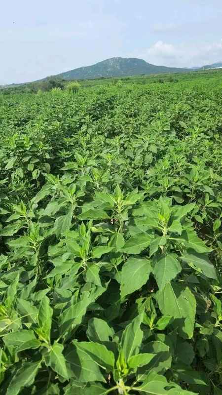  【深度技术】多年生蔬菜种植全攻略：一次定植，连续采收五至十年的科学方法论 新闻