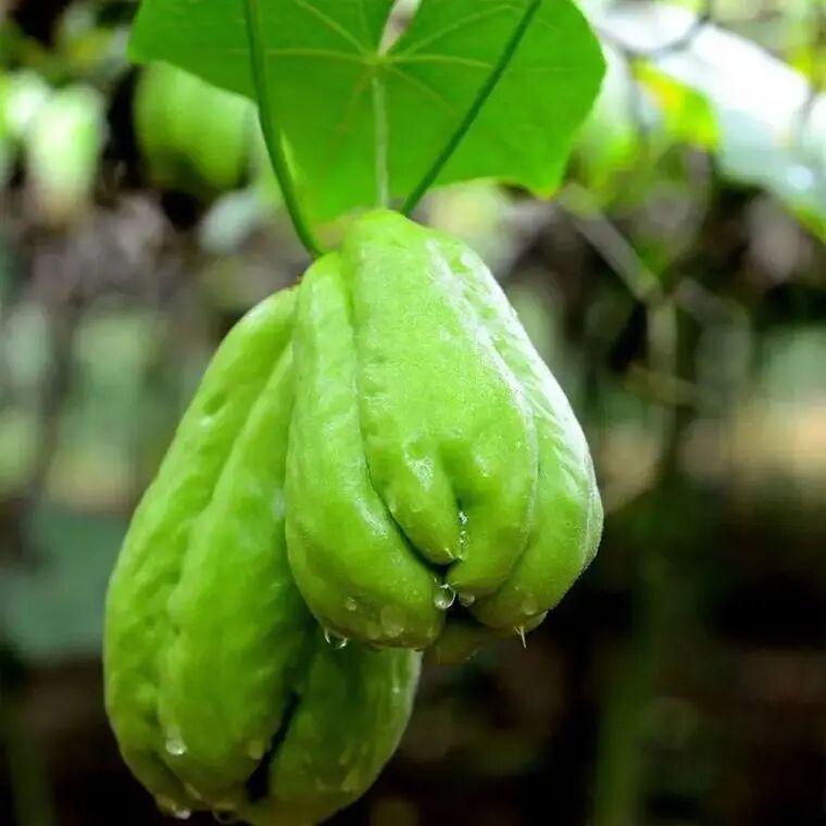  【深度技术】多年生蔬菜种植全攻略：一次定植，连续采收五至十年的科学方法论 新闻