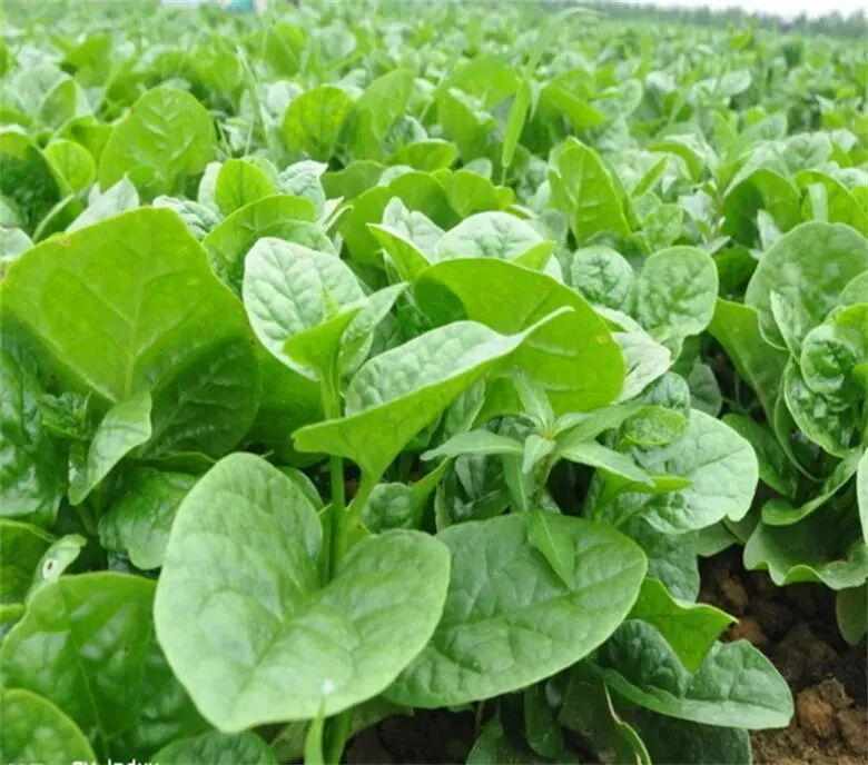  【深度技术】多年生蔬菜种植全攻略：一次定植，连续采收五至十年的科学方法论 新闻